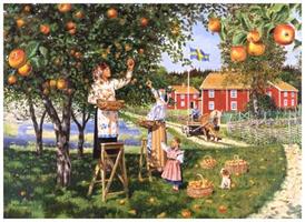 äpple, äpplen skördas, plockar äpple, Jan Bergerlind, höst,