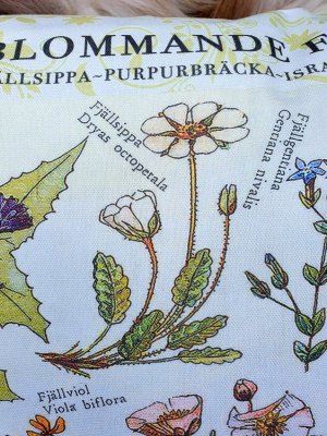 kuddfodral, fjällsippa fjäll , blommor