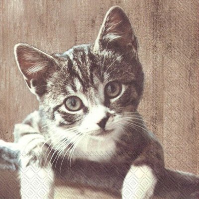 servett, kattservett , katt, kattunge,
