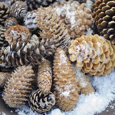 Servetter: Grankottar